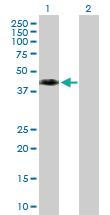 Anti-WNT8A Rabbit Polyclonal Antibody