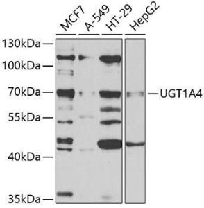 Anti-UGT1A4 Antibody (A9716)