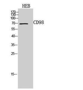 Western blot analysis of HEB cells using Anti-SLC3A2 Antibody