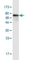 Anti-CDH11 Mouse Monoclonal Antibody [clone: 2A11]