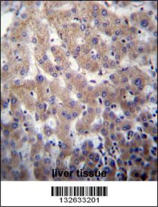 Anti-POFUT2 Rabbit Polyclonal Antibody