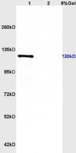 Anti-CD163 Rabbit Polyclonal Antibody