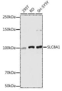 Antibody anti-SLC8A1 100 µl