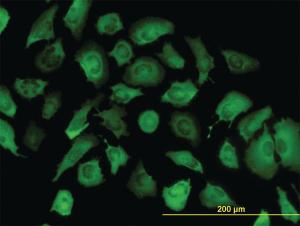 Anti-ANXA2 Mouse Monoclonal Antibody [clone: 1G7]