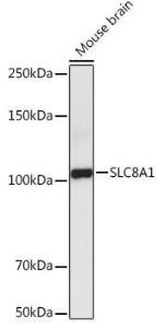 Antibody anti-SLC8A1 100 µl