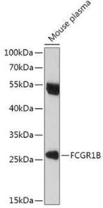 Anti-CD64 Rabbit Polyclonal Antibody