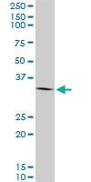 Anti-ANXA2 Mouse Monoclonal Antibody [clone: 4G8]