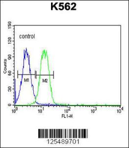 Anti-AVIL Rabbit Polyclonal Antibody (AP (Alkaline Phosphatase))