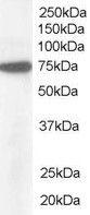 Anti-NUP85 Antibody (A83680) (1µg/ml) staining of Hela lysate (35µg protein in RIPA buffer). Primary incubation was 1 hour. Detected by chemiluminescence.