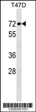 Anti-GMCL1P1 Rabbit Polyclonal Antibody (Biotin)