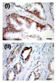 Anti-USP2 Rabbit Polyclonal Antibody (FITC (Fluorescein Isothiocyanate))