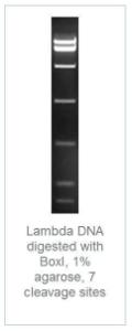 FERMER1431 - ENZYME BOXI 500 UNITS