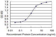 Anti-ANXA2 Mouse Monoclonal Antibody [clone: 4G8]