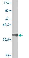 Anti-BMP3 Mouse Polyclonal Antibody