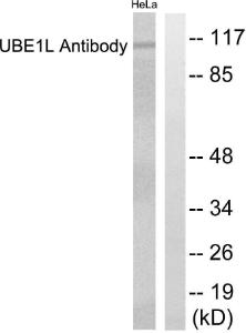 Anti-UBE1L antibody