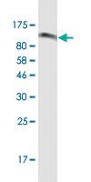 Anti-CDH11 Mouse Monoclonal Antibody [clone: 2C79]