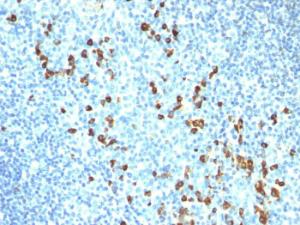 Immunohistochemical analysis of formalin-fixed, paraffin-embedded human tonsil using Anti-Human IgM Heavy Chain Antibody [ICO-30]