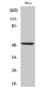 Antibody anti-P53 A98460-100 100 µg