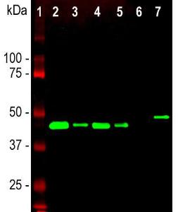 Western blot analysis of different tissue and cel