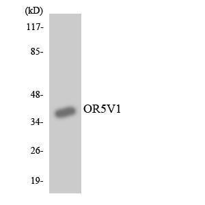 Antibody anti-OR5V1 A100873-100 100 µg