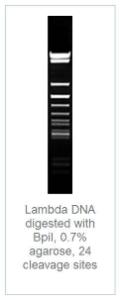 FERMER1011 - ENZYME BPII 200 UNITS