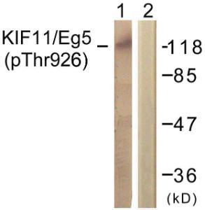 Western blot analysis of lysates from COLO205 cells using Anti-KIF11 (phospho Thr926) Antibody. The right hand lane represents a negative control, where the antibody is blocked by the immunising peptide.