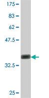 Anti-CLASP1 Mouse Polyclonal Antibody