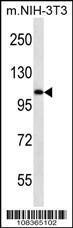 Anti-Elongin A Rabbit Polyclonal Antibody (AP (Alkaline Phosphatase))