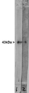 Western blots of extract of cow hippocampus stained with Anti-GAP43 Antibody. A prominent band running at ~43 kDa represents GAP43.