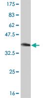 Anti-PTEN Mouse Monoclonal Antibody [clone: 2G9]