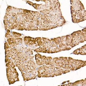 Immunohistochemistry analysis of paraffin-embedded rat heart using Anti-TOMM20 Antibody [ARC5002-01] (A309191) at a dilution of 1:50(40x lens) Perform microwave antigen retrieval with 10 mM Tris/EDTA buffer pH 90 before commencing with IHC staining protocol