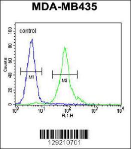 Anti-CCDC81 Rabbit Polyclonal Antibody (FITC (Fluorescein Isothiocyanate))