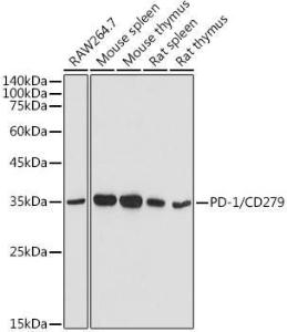 Western blot analysis of extracts of various cell lines, using Anti-PD1 Antibody (A9719) at 1:500 dilution