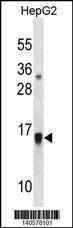 Anti-GMFB Rabbit Polyclonal Antibody (HRP (Horseradish Peroxidase))