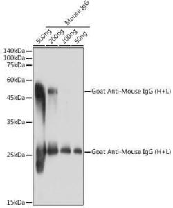 Western blot analysis of extracts of Mouse IgG, using Goat Anti-Mouse IgG H&L Antibody (A93380) at 1:1000 dilution. Lysates/proteins: 25 µg per laneBlocking buffer: 3% non-fat dry milk in TBST. Detection was with an ECL Basic Kit. Exposure time: 1s