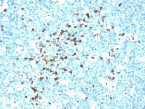 Immunohistochemical analysis of formalin-fixed, paraffin-embedded human tonsil using Anti-Human IgM Heavy Chain Antibody [DA4-4]