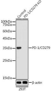 Western blot analysis of extracts from normal (control) and PD-1/CD279 knockout (KO) 293T cells, using Anti-PD1 Antibody (A9719) at 1:500 dilution