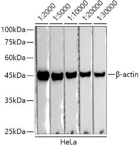 Western blot analysis of extracts of HeLa cells, using Goat Anti-Mouse IgG1 Antibody (HRP) (A93381) at 1:2000-1:30000 dilutionLysates/proteins were present at 25 µg per lane. The blocking buffer used was 3% non-fat dry milk in TBST. Detection was with a ECL Basic Kit. Exposure time: 30s