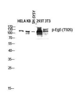 Western blot analysis of HELA KB SH SY5Y 293T 3T3 lysis using Anti-KIF11 (phospho Thr926) Antibody