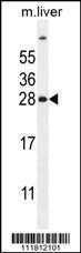 Anti-UBD Rabbit Polyclonal Antibody (APC (Allophycocyanin))