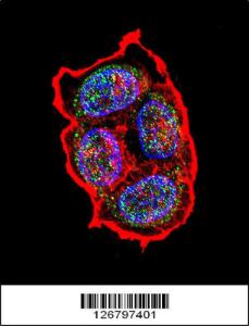 Anti-AVP Rabbit Polyclonal Antibody (AP (Alkaline Phosphatase))