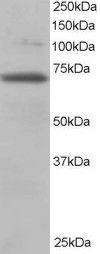 Anti-RANGAP1 Antibody (A83685) staining (0.2µg/ml) of 3T3 lysate (RIPA buffer, 35µg total protein per lane). Primary incubated for 1 hour. Detected by chemiluminescence.