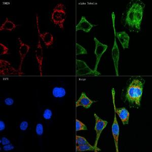 Confocal imaging of HeLa cells using Anti-TOMM20 Antibody [ARC5002-01] (A309191), at a dilution of 1:100, (red) The cells were counterstained with Anti-alpha Tubulin Antibody, at a dilution of 1:400, (green) DAPI was used for nuclear staining (Blue) Objective: 60x