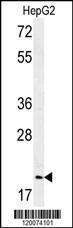 Anti-GMNN Rabbit Polyclonal Antibody (AP (Alkaline Phosphatase))