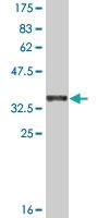 Anti-CDH12 Mouse Monoclonal Antibody [clone: 1B4]