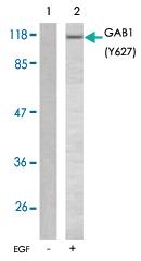 Anti-GAB1 Rabbit Polyclonal Antibody