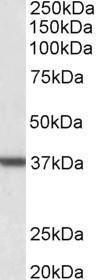 Anti-ARG1 Antibody (A83687) (001 µg/ml) staining of Human Liver lysate (35 µg protein in RIPA buffer) Primary incubation was 1 hour Detected by chemiluminescence