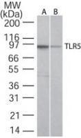 Anti-TLR5 Mouse Monoclonal Antibody [clone: 19D759.2]