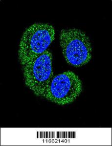 Anti-NLK-T286 Rabbit Polyclonal Antibody (APC (Allophycocyanin))