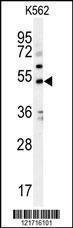 Anti-KCNJ6 Rabbit Polyclonal Antibody (PE (Phycoerythrin))